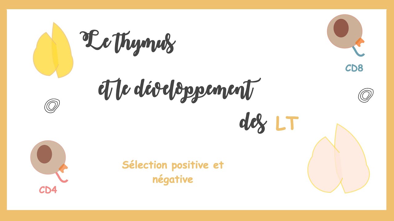 Le thymus et le d&eacute;veloppement des LT(s&eacute;lection positive et n&eacute;gative)- Immunologie