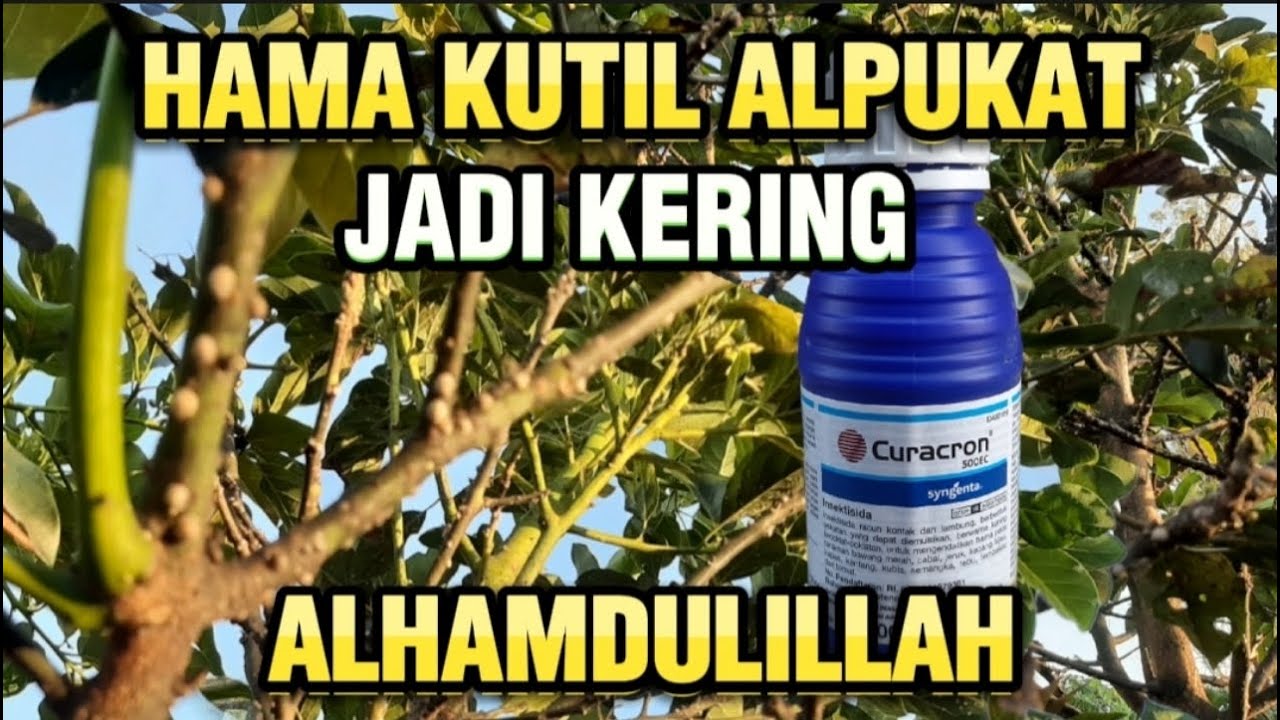 Obat Hama Pada Tanaman Alpukat Paling Ampuh - CARA Mengatasi Hama Kutil Pohon ALPUKAT