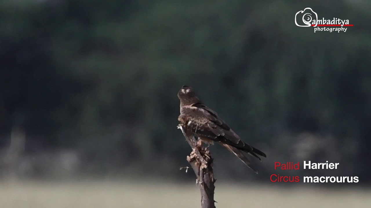 Pallid Harrier