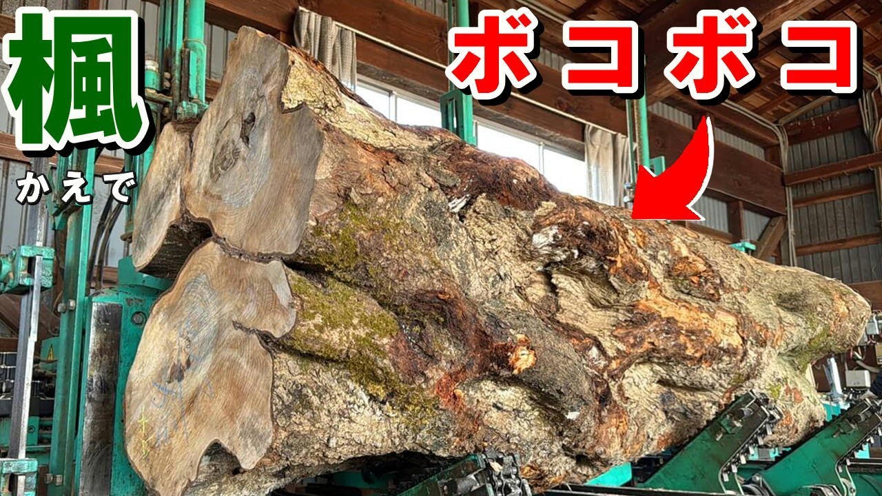 【ハプニング発生！】ボコボコ原木からどんな一枚板が出現するのか!?　岩手県産イタヤカエデ一枚板製材