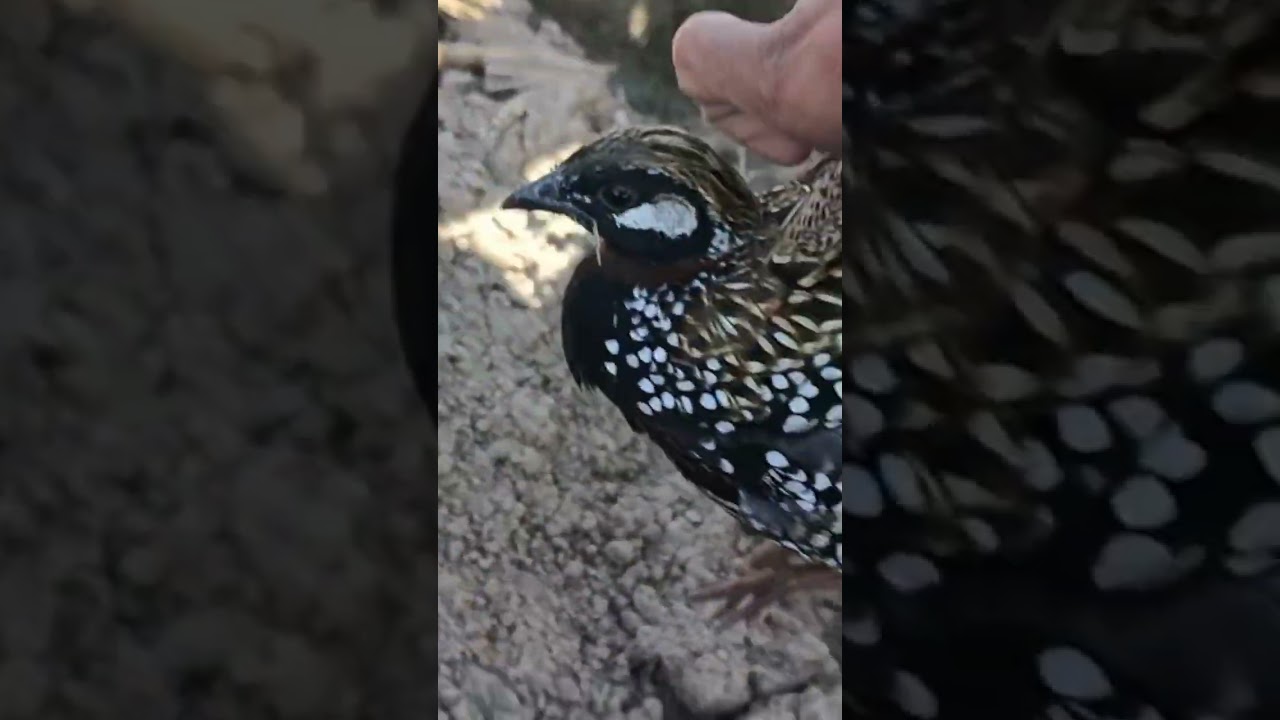 طائر الدراج