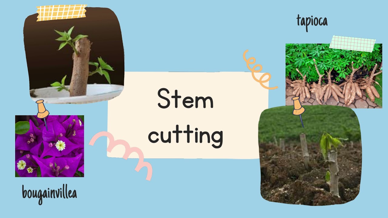 Science Year 3 - Ways of Reproductions in Plants