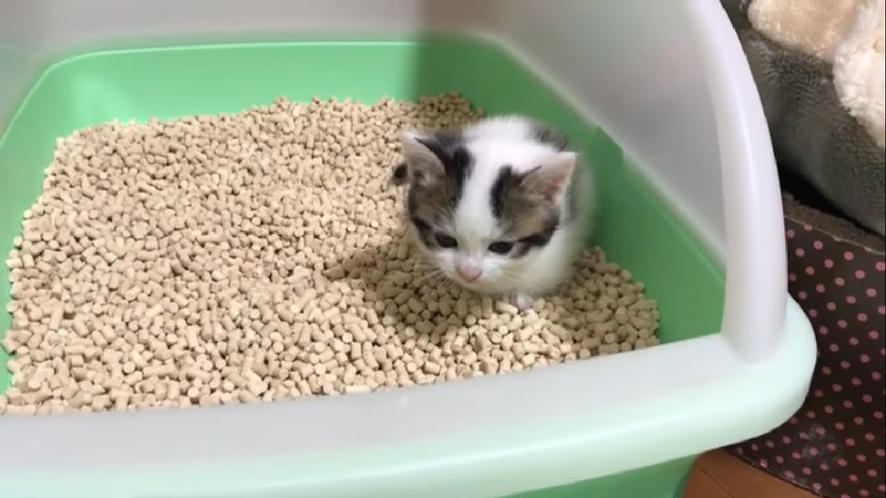 鳴きながらトイレをする子猫がかわいい