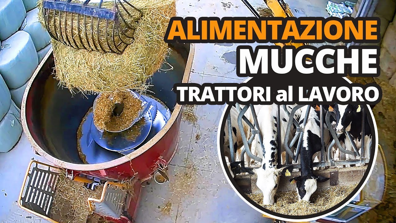 Trattori mucche, mezzi agricoli al lavoro con mucche