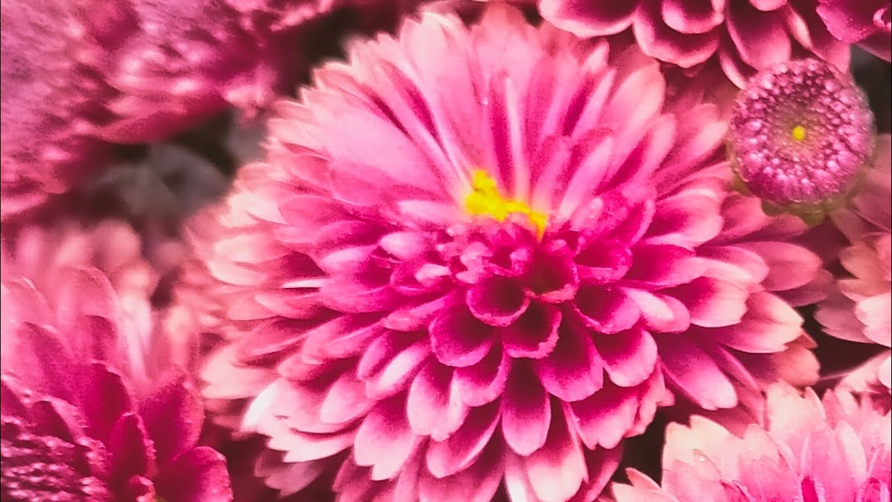 Aao kuch gapsap krte he ☺️ Good morning friends welcome to my morning live stream 🌹