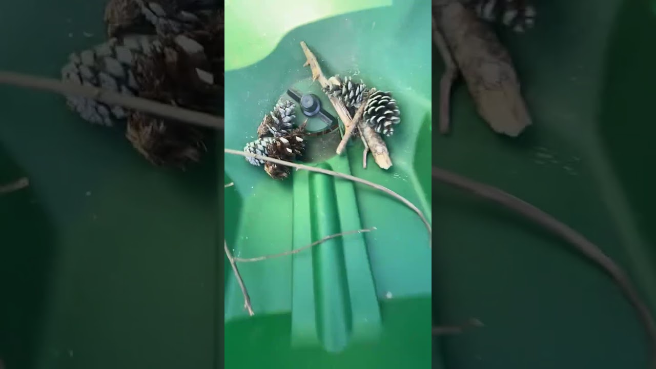Pushing Around the Fertilizer Machine That has Sticks and Pinecones in it