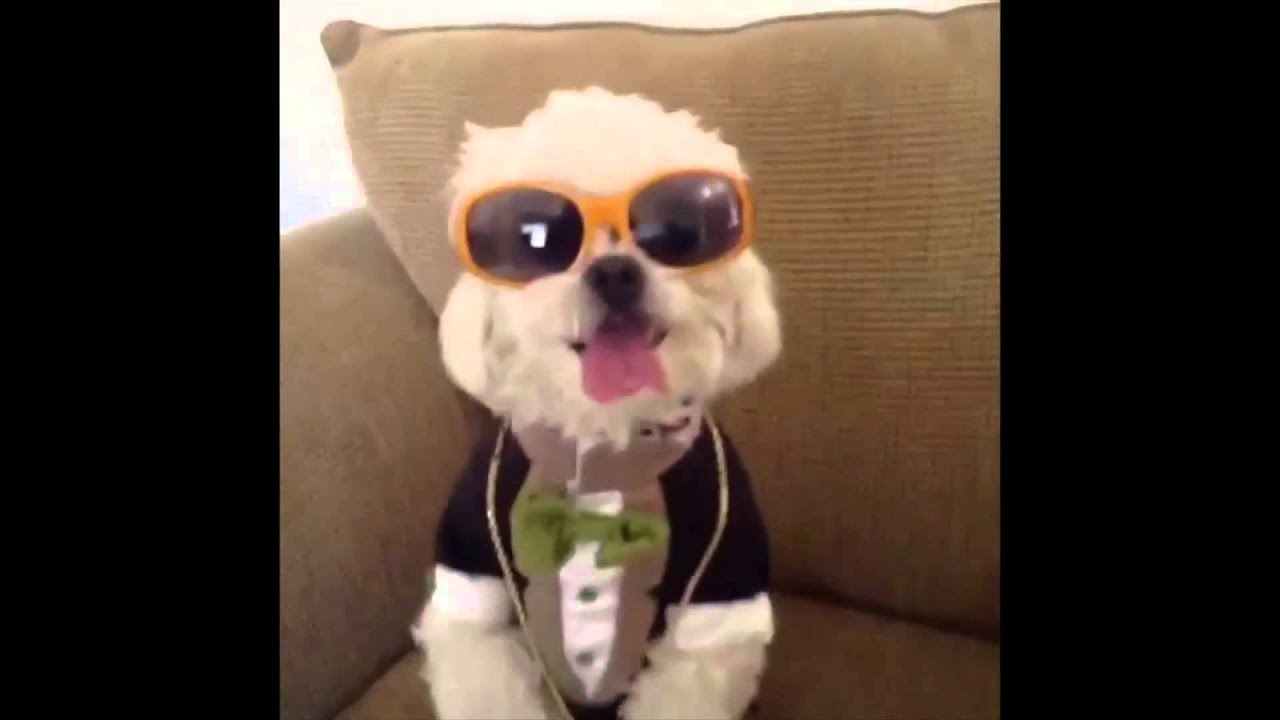 Best of Dinky Ultimate VINE Compilation!