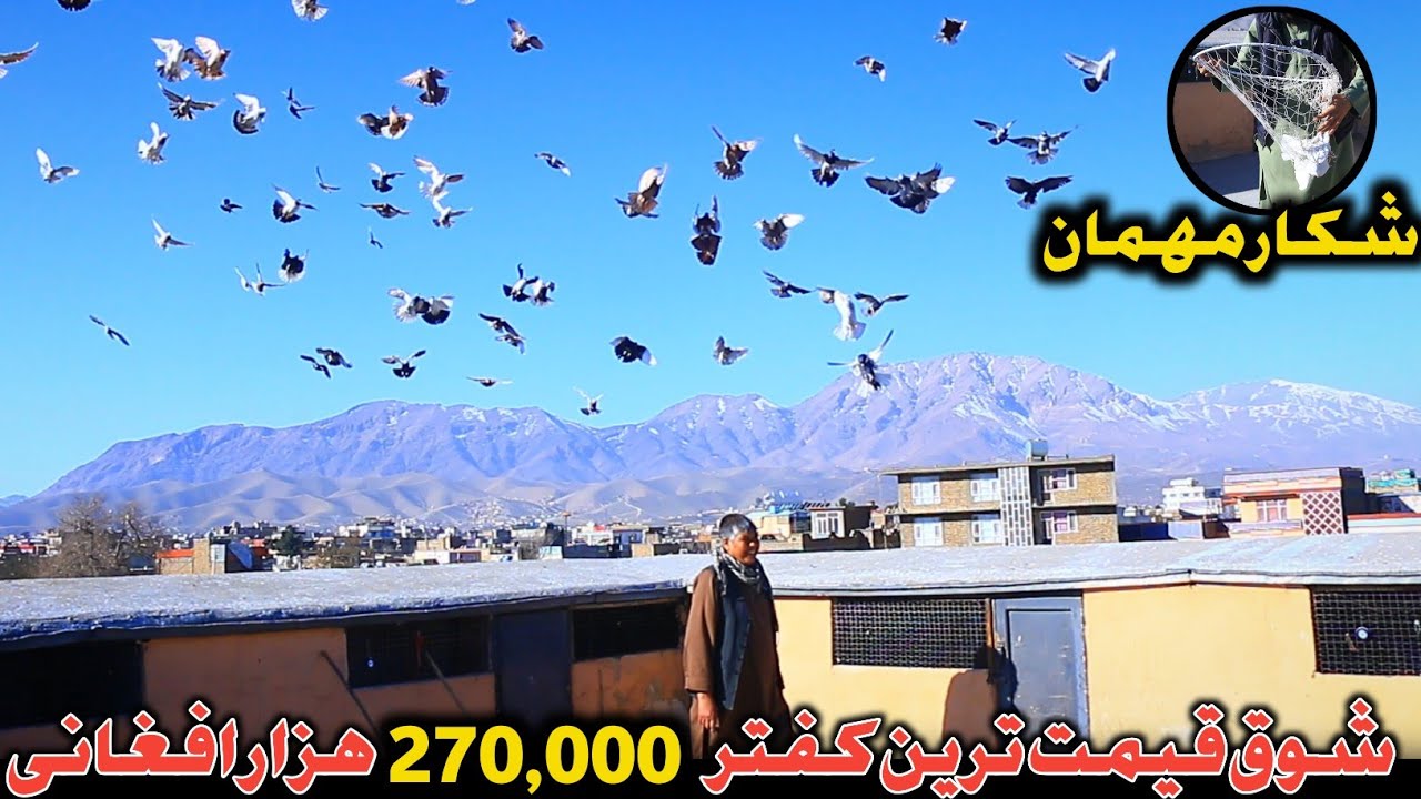 #دوچپ | شوق قیمت ترین کفتر 270,000 هزار افغانی | شکار مهمان | خاطرات جالب شوق قدیم کابل از کفتربازی 