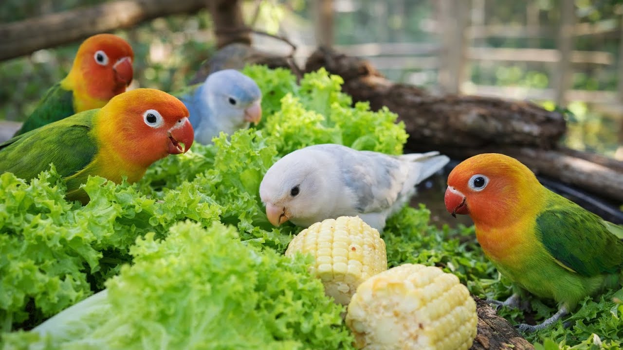Lovebird Colorful 💚❤️#lovebirds #sunconure #parrotlover #birds #cutelovebird