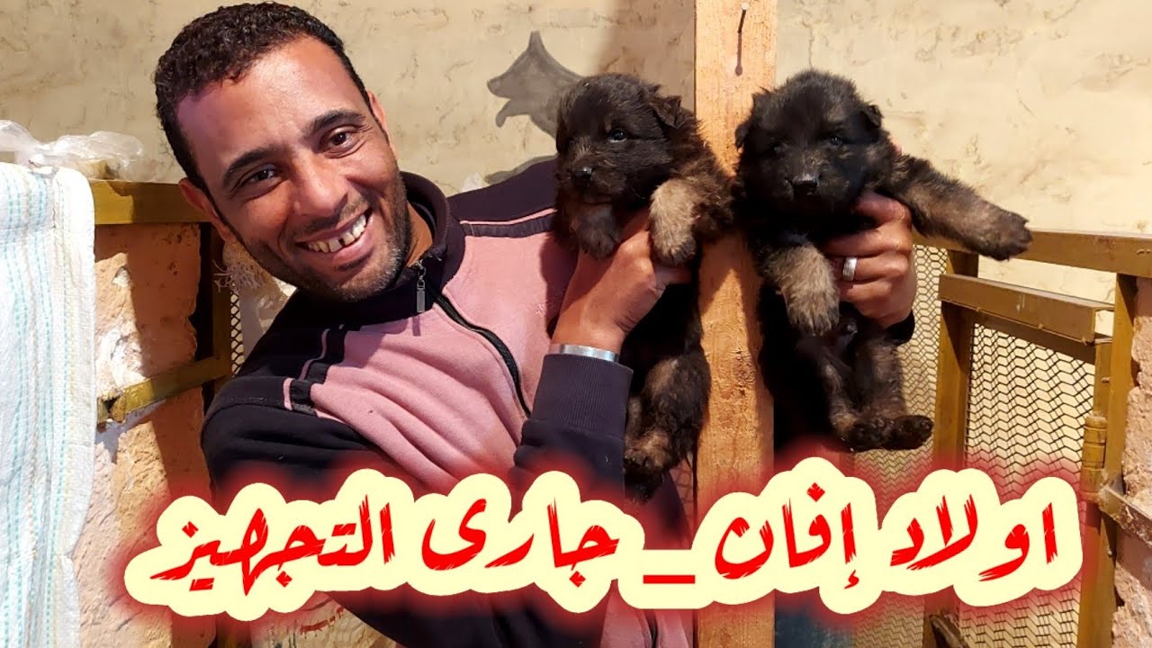 اولاد إفان كبروا / اول تطعيم للجراوى الجيرمن _ ياترى هيبقوا ايه؟؟