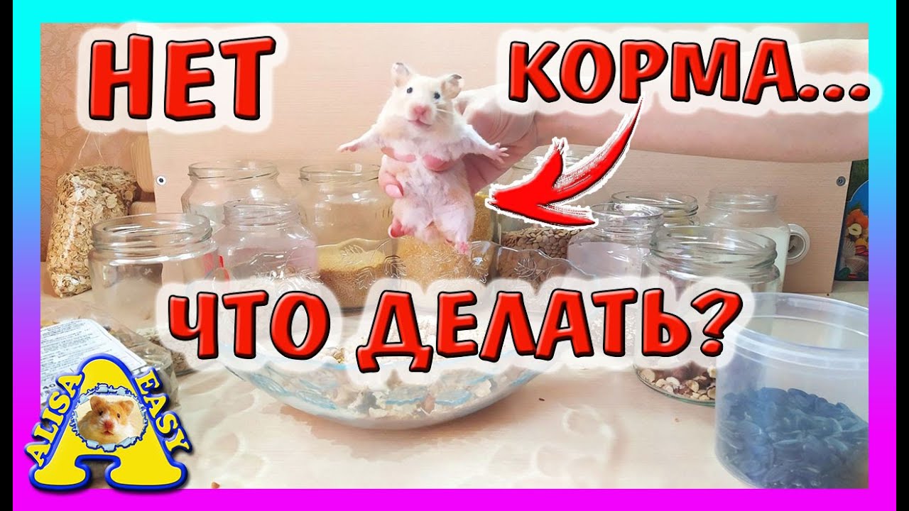 ЧЕМ КОРМИТЬ ХОМЯКА когда НЕТ КОРМА? / СДЕЛАТЬ КОРМ для Хомки ИЗ ОБЫЧНОГО МАГАЗИНА / Alisa Easy Pets