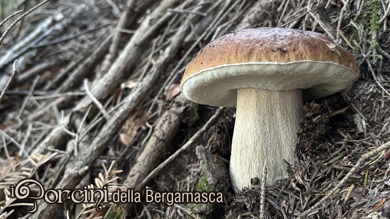 Porcini Edo #5 2025