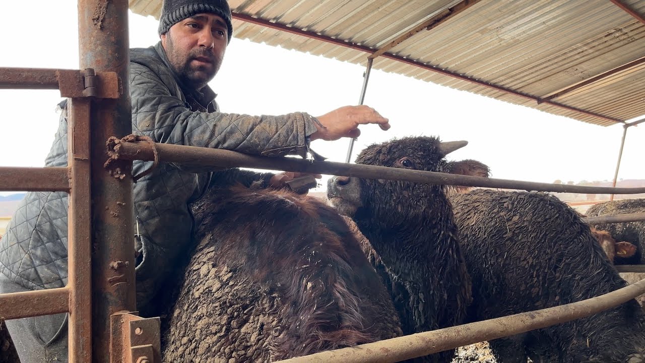 RAHMİ KONKUR BESİSİ ARPA SAMAN MELAS TUZ 👍👍👍