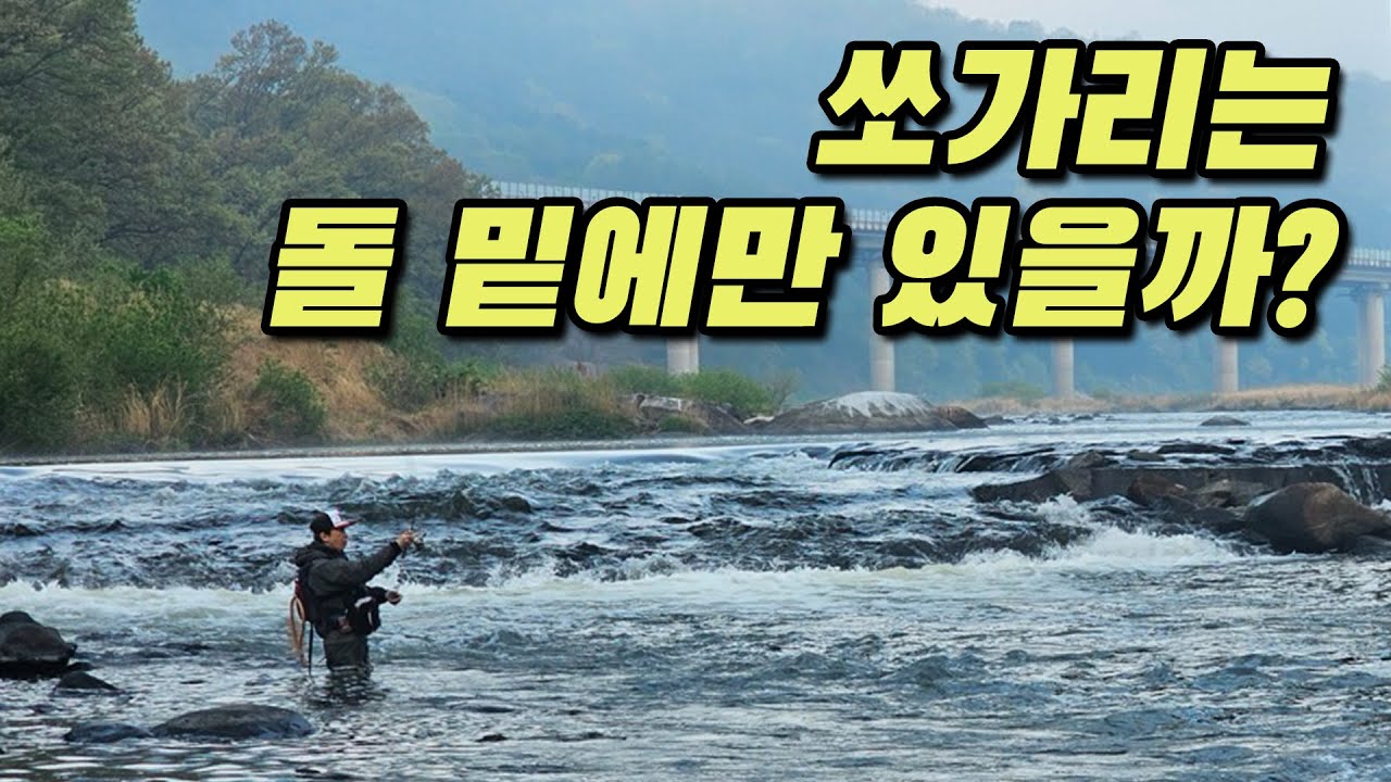 쏘가리는 돌 밑에만 있을까?