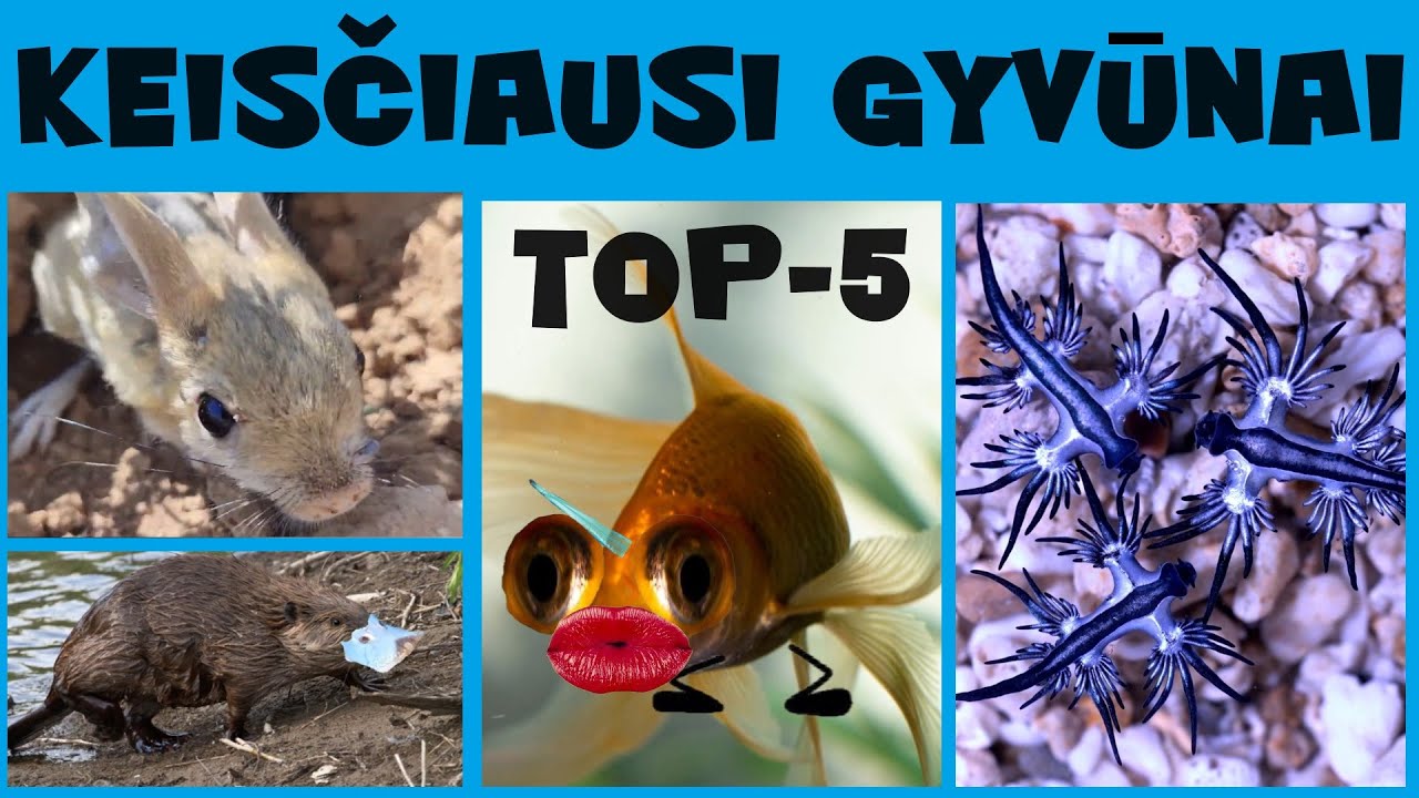 TOP 5 keisčiausi gyvūnai Pasaulyje!