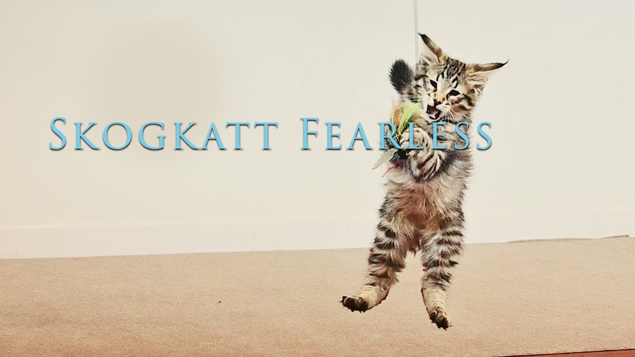 Skogkatt Fearless | Norwegian Forest Cats