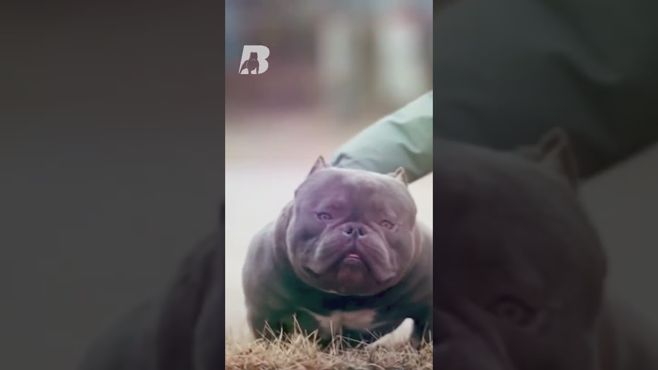 Exotic Bully &lsquo;The Definition&rsquo; #shorts #exoticbully