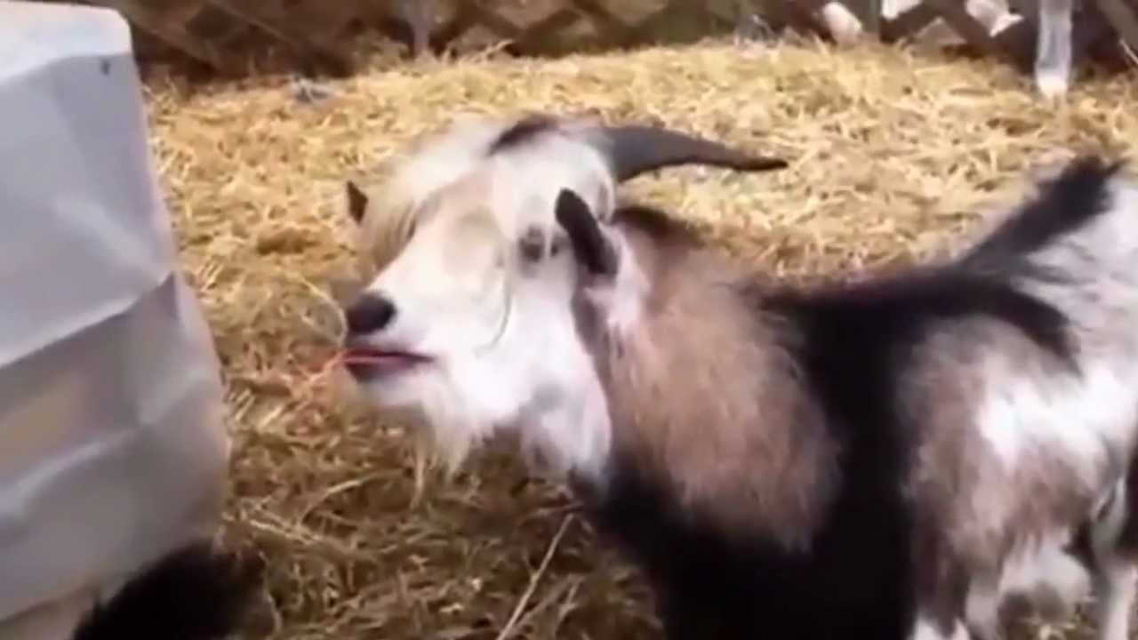 Goats Yelling Like Humans - Super Cut Compilation