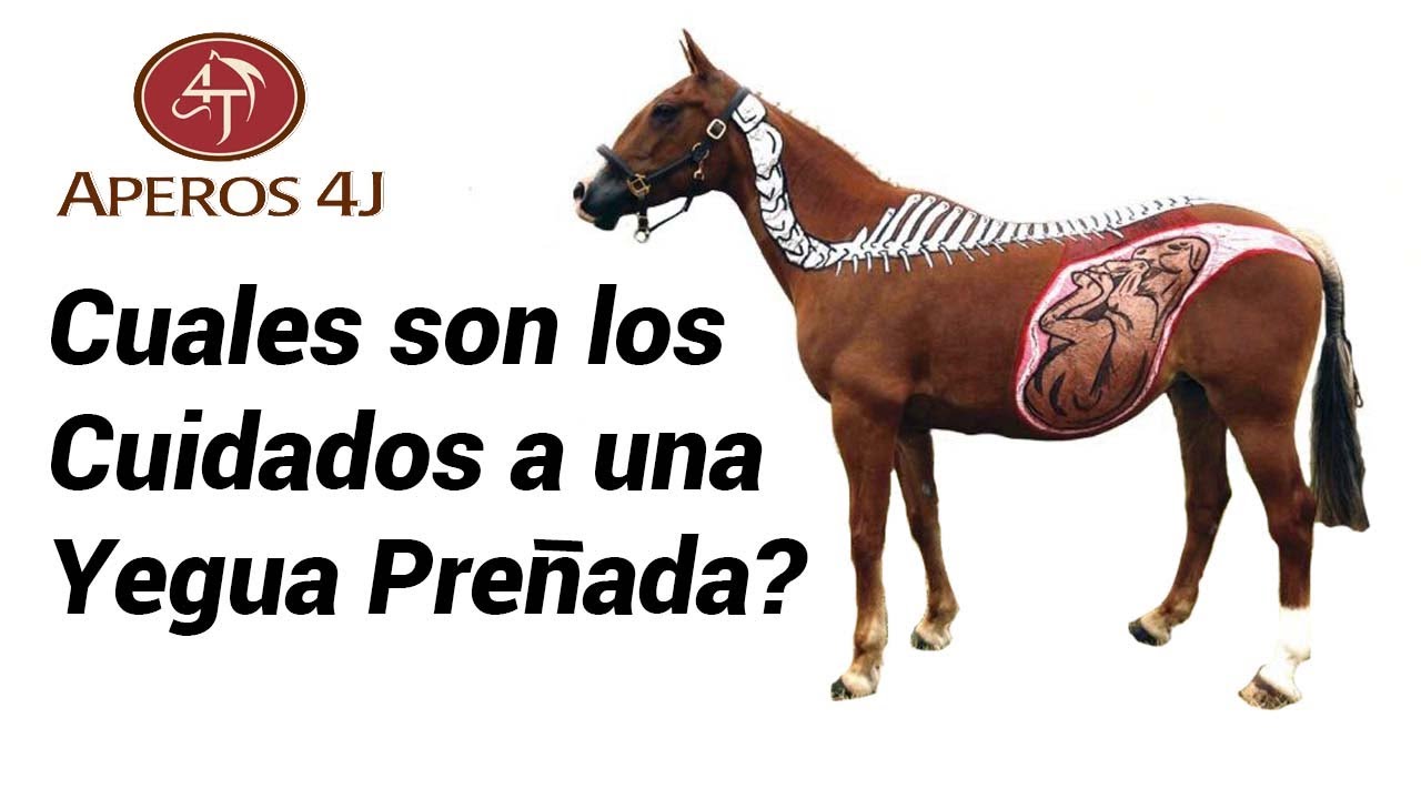 Cuidado de una Yegua Preñada?