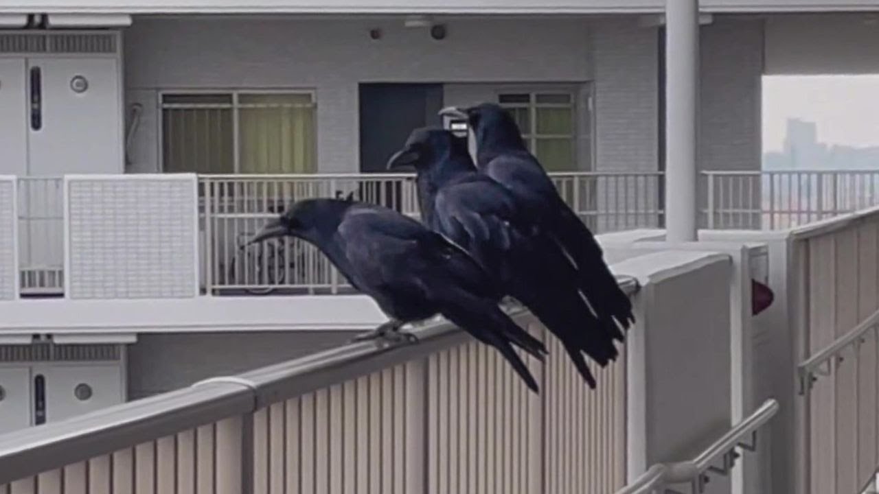通っても良いかどうかカラスに聞いてみた