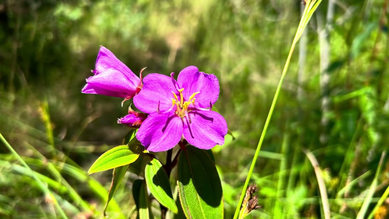 Cooloola Wilderness Walk
