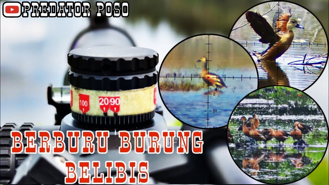 BERBURU BURUNG BELIBIS KEMBANG DI AWAL MUSIM HUJAN DI SPOT BELIBIS JUMBO