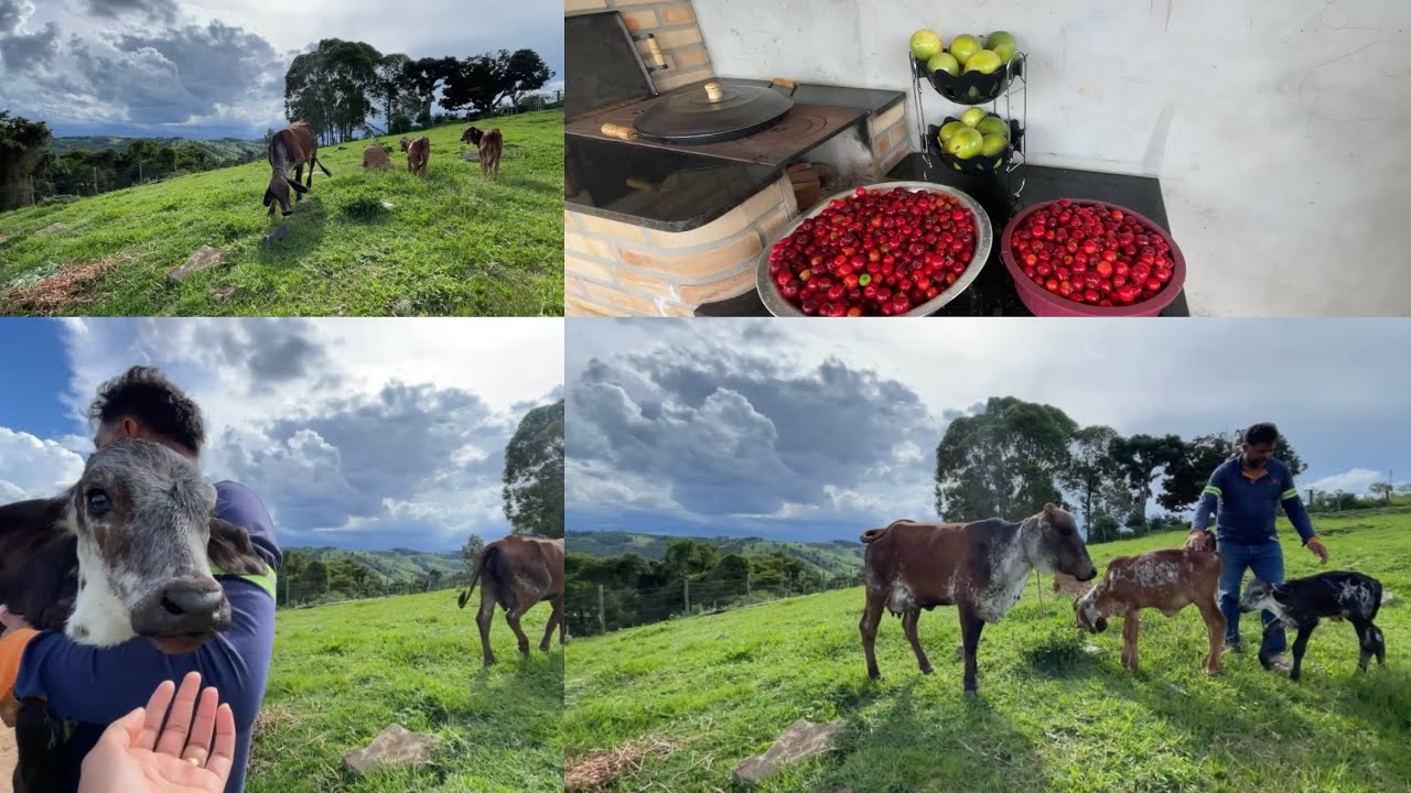 MAIS UM INTEGRANTE DO SÍTIO 👨‍🌾🙏🏻colheita de maracujá e acerola só alegria a chegada do petruque🙌