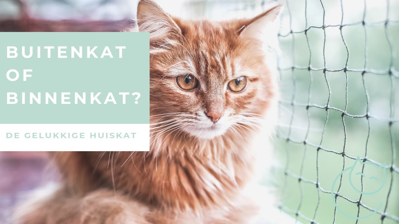 IS EEN BUITENKAT GELUKKIGER DAN EEN BINNENKAT? De gelukkige huiskat - kattengedrag
