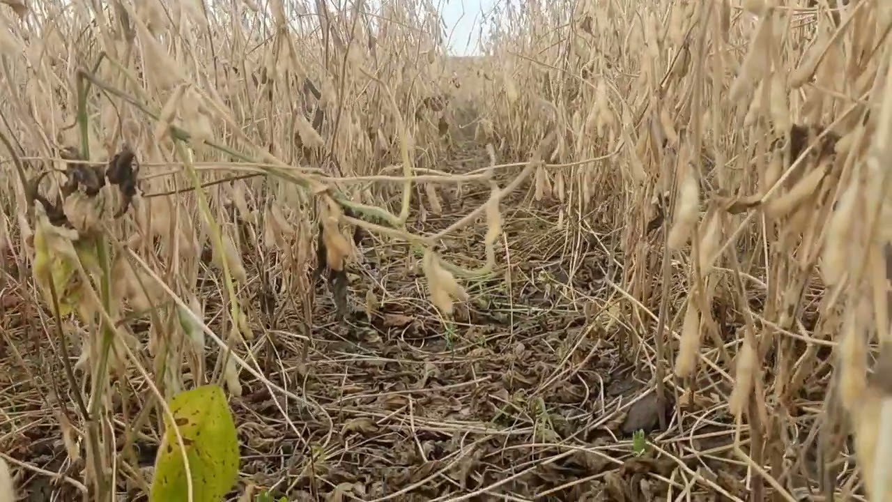 🛑 Увага Соя Канзас ( Kansas) 🛑