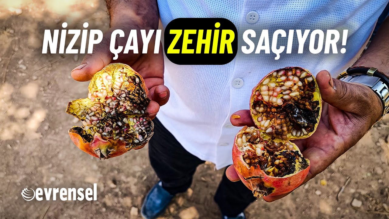 Sevda Karaca: Nizip Çayı zehir saçmaya devam ediyor