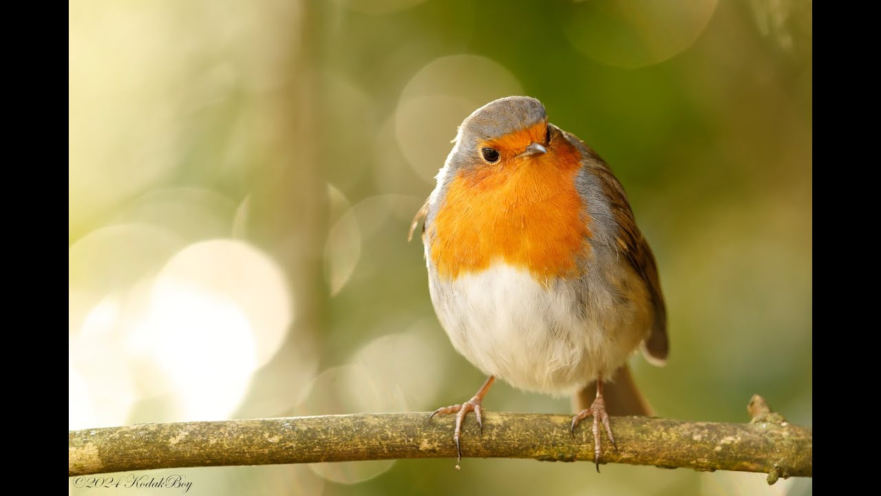 The European Robins of Stevenage!