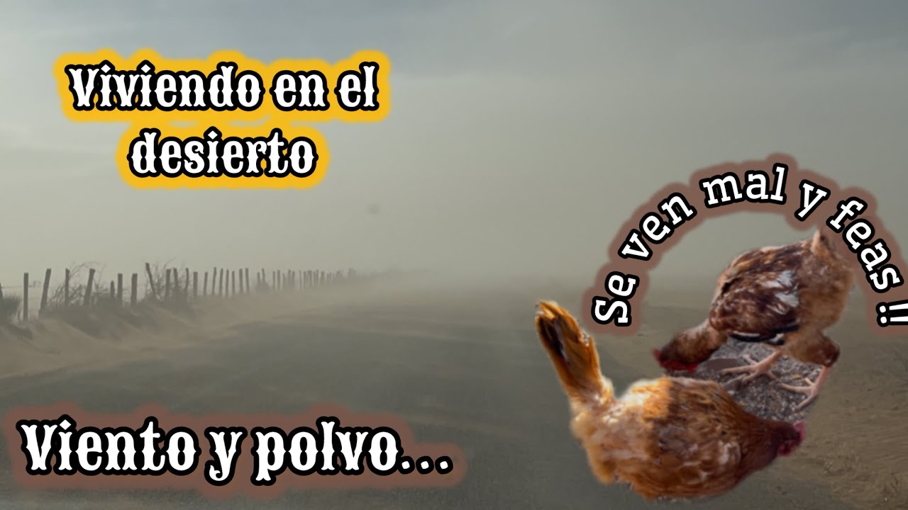 178~ VIENTO Y POLVO // SE ESTÁN PONIENDO MUY FEAS LAS GALLINAS #campo #vlog #gallinas