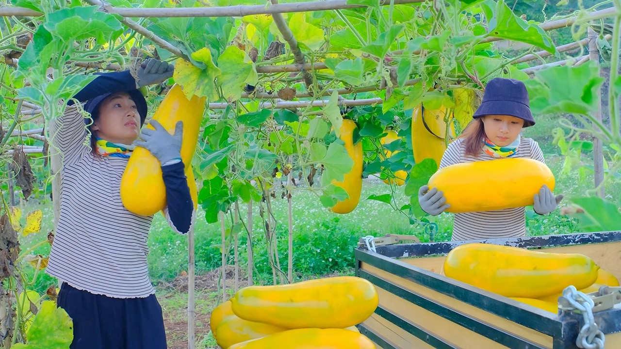 Harvesting Golden Giant Squash | Goes to Market | Farm Life, Gardening and Taking Care of Puppies