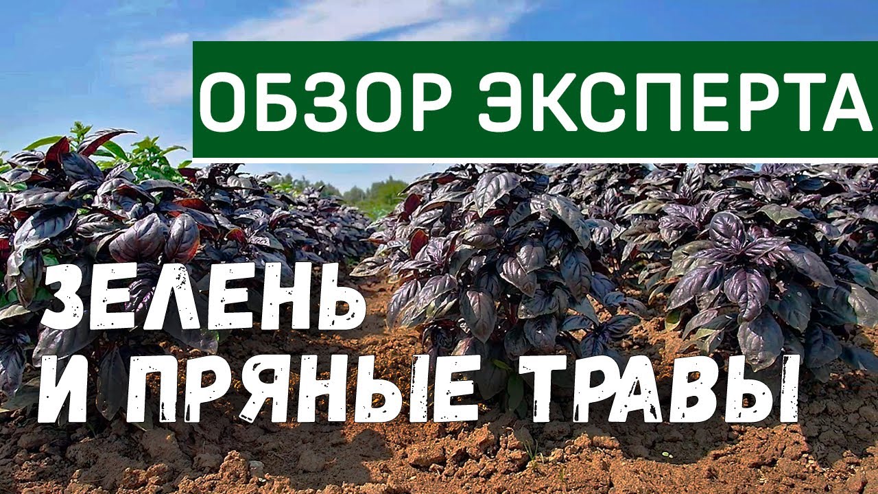 Зелень и пряные травы. Выращивание зеленных культур. Укроп, петрушка, базилик.