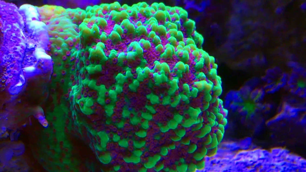 5 Consejos para mantener Corales SPS - acuario marino 4K UHD