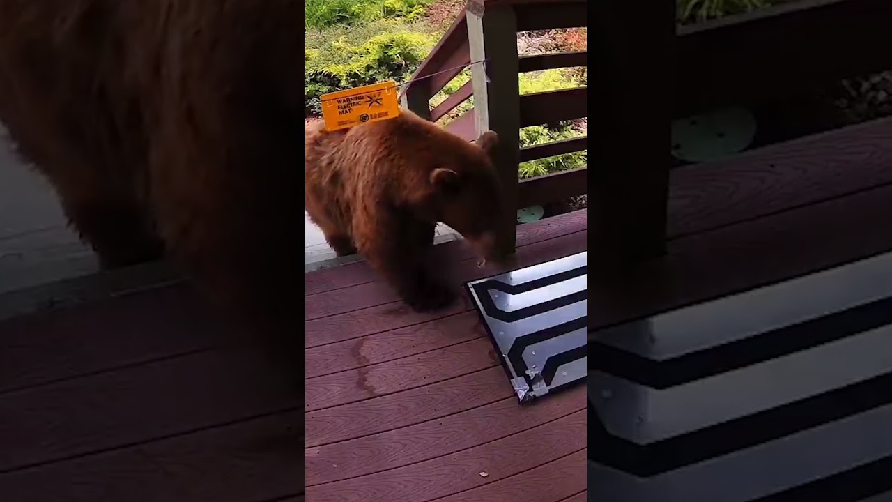 Curious bear is ZAPPED by electric mat ⚡️