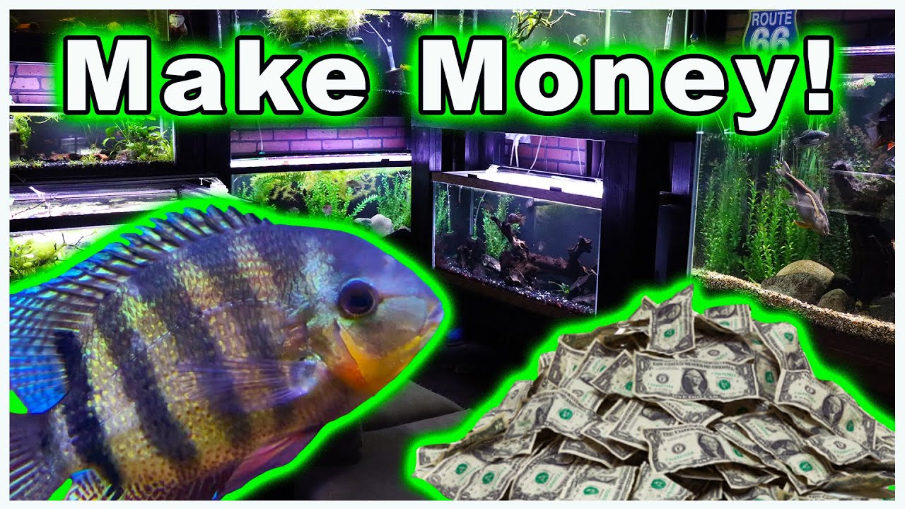 Breeding Fish for Profit: Why Do It and How to Sell Your Fish to Maximize Profit!