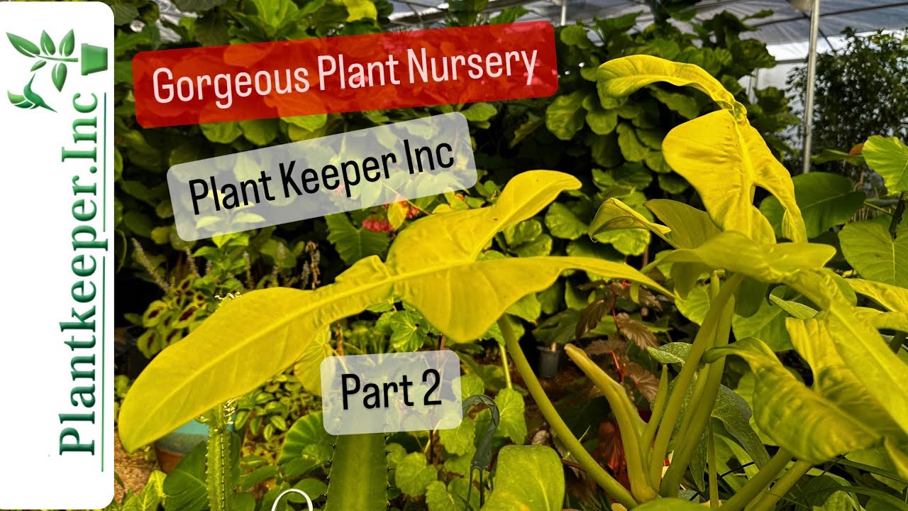 Best Plant Nurseries in Dallas Plant Keeper Inc Nursery Tour Part 2