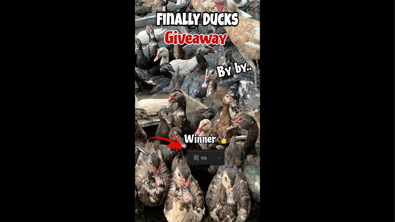 Finally Ducks Giveaway 🥳