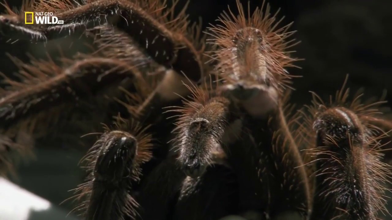 Удивительные пауки   Incredible spiders 2015 HDTV 1080i