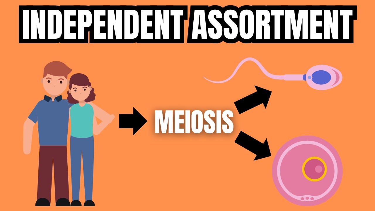 MENDEL'S LAW OF INDEPENDENT ASSORTMENT (Simply Explained)