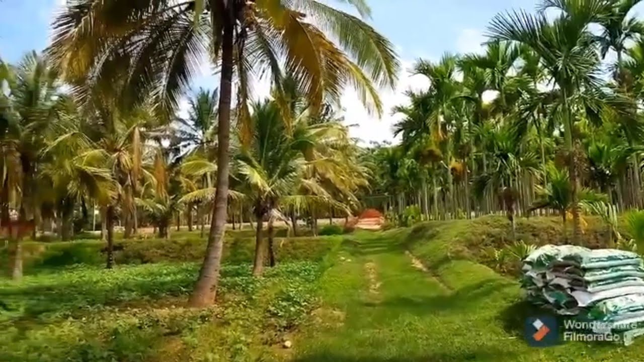 10 Acres Coconut Farm Land and Arecanut Farm Land For Sale in Hosur Road