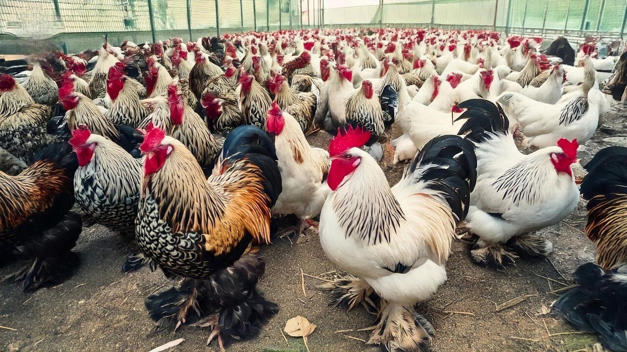 Como os fazendeiros criam milh&otilde;es de galinhas Brahma gigantes para ovos e carne fresca