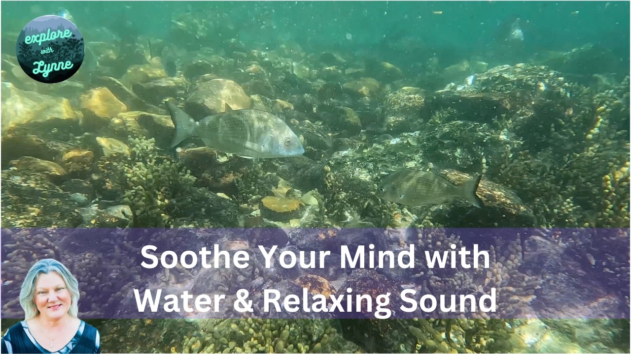 Let Me Take You Into the Soothing Waters of Fly Point to Gently Swim With Schools of Fish