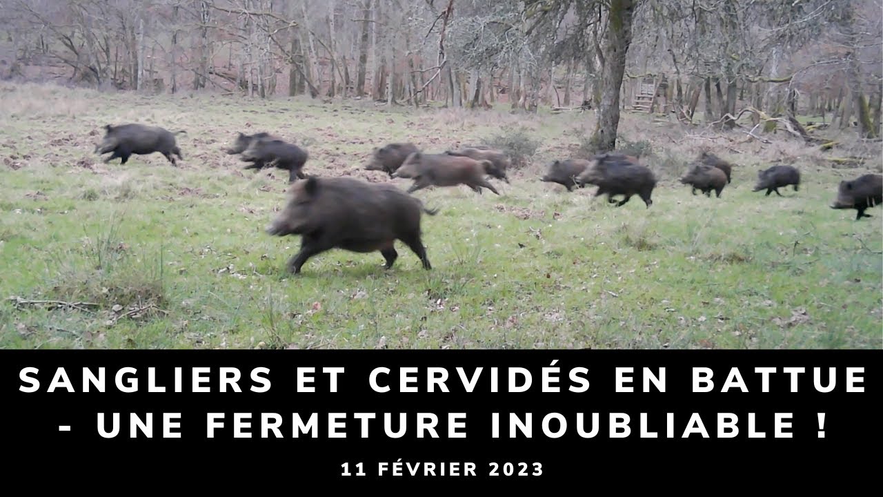 SANGLIERS ET CERVIDÉS EN BATTUE - UNE FERMETURE INOUBLIABLE !