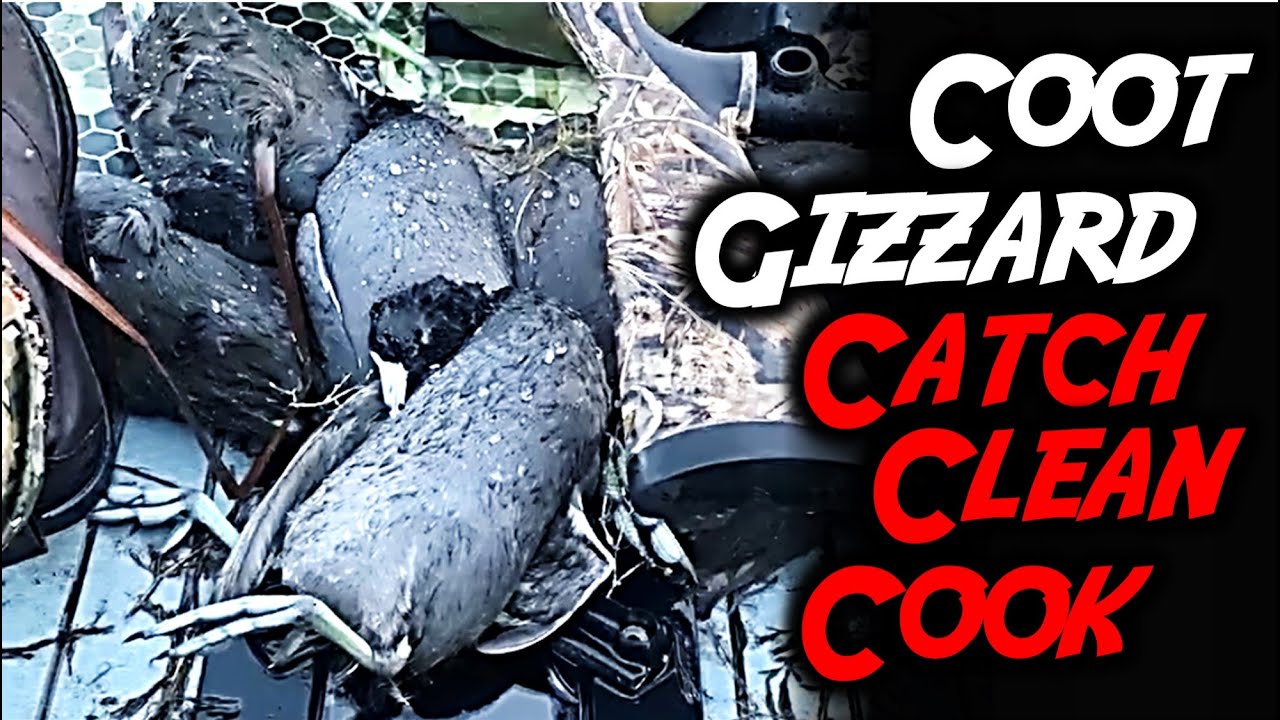 Can you LAYOUT HUNT from a PADDLEBOARD? Coot Gizzard Catch, Clean, Cook (SNS 2022-23 #23)