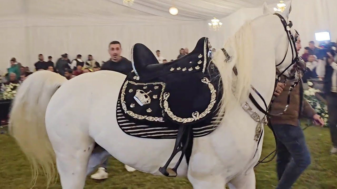 رقص خيول عربية حفلة المتحف المصري sakara Country club الجزء الثالث