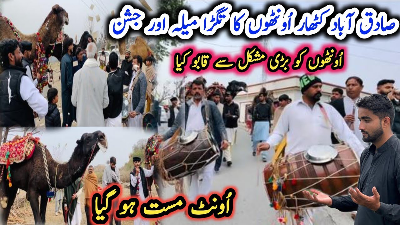 Sadiqabad Kathar Camel Festival and Celebration|Big Mela Kashmir |Dadyal ajk|Israr ahmed official 