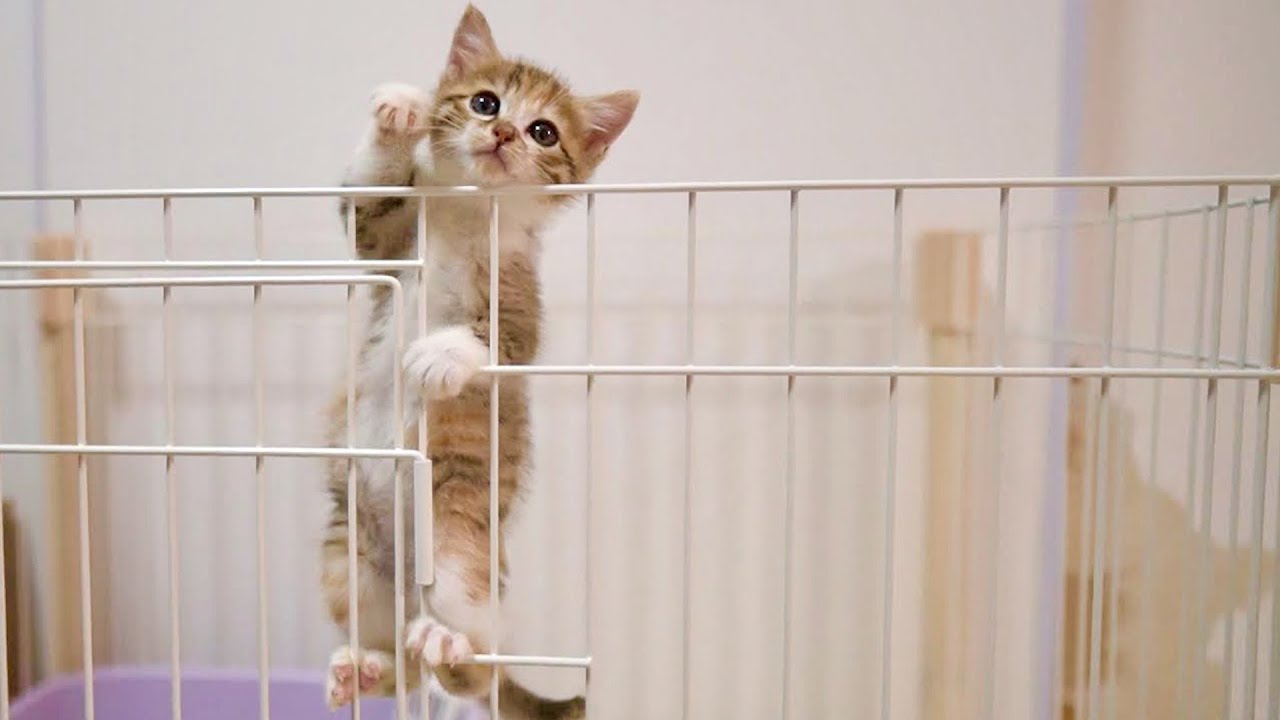「行かなきゃ！」何度戻しても脱走してママに駆け寄る子猫がかわいい
