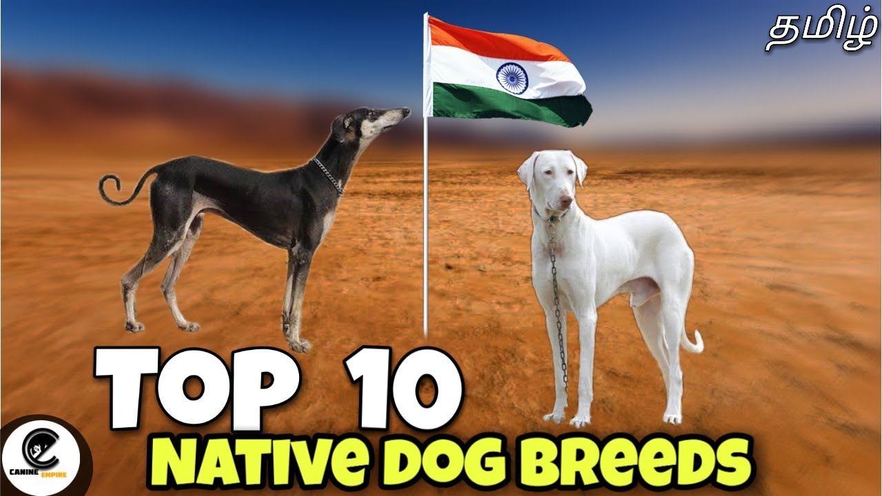 Top 10 நாட்டு நாய்கள் | what are the 10 Indian native dog breeds? 🤔